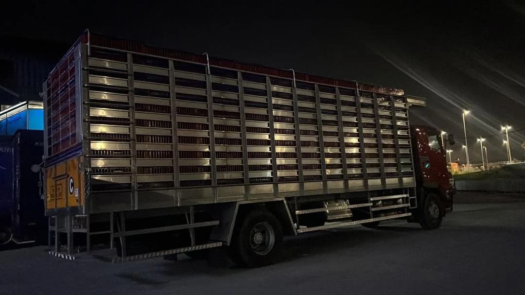 Hino Chicken Lorry | Used Commercial Truck - Image 3